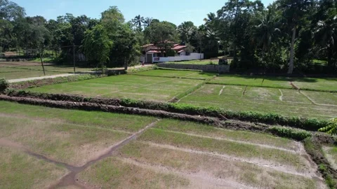 Paddy fields in Sri Lanka shot from a drone 库存影片 323740838