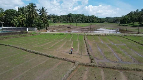 Paddy fields in Sri Lanka shot from a drone 库存影片 323741080