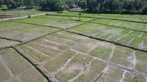 Paddy fields in Sri Lanka shot from a drone 库存影片 323746551