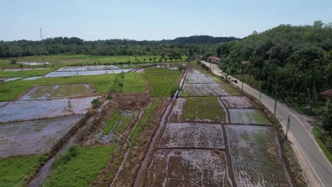 Paddy fields in Sri Lanka shot from a drone 库存影片 323747008