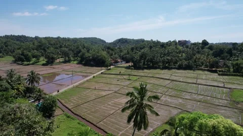 Paddy fields in Sri Lanka shot from a drone 库存影片 323747304