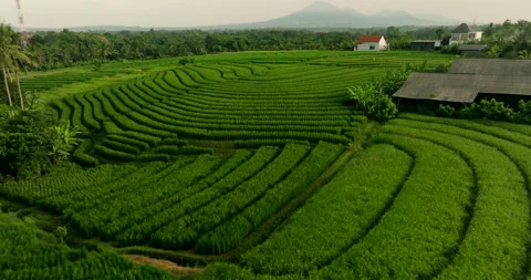 Paddy fields stretch endlessly, vibrant hues forming vivid patchwork quilt Video stock 269156929