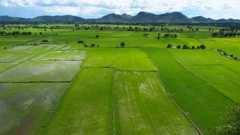 Paddy fields in Thailand. Stock Photos