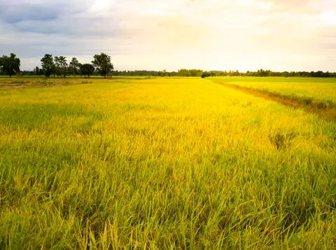 Paddy fields in Thailand. Stock Photos