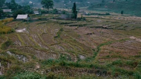 Paddy fields, Vietnam Stock Footage