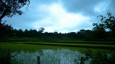 Paddy fields in a village Vídeos de archivo 117167403