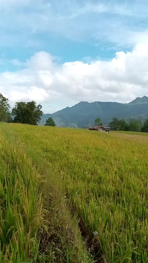 Paddy fields in the village 動画素材 243400154