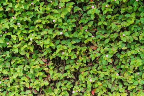 Paddy fields wildflowers background texture Stock-Fotos