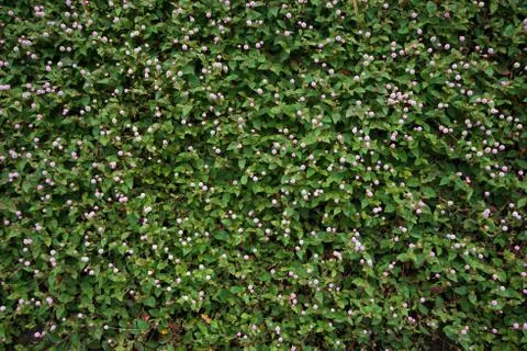 Paddy fields wildflowers background texture Foto stock
