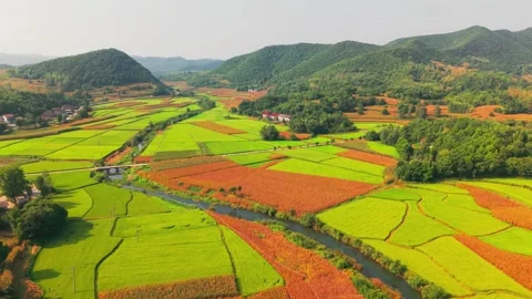 Paddy fields of Zhongtai 스톡 동영상 347506550