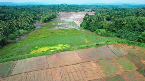 PaddY Fields1 Stock Footage 229961845