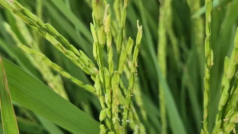 Paddy Flowering Stage Close Up Rice Anthesis Pollination Phase Video Stock Footage 343671640