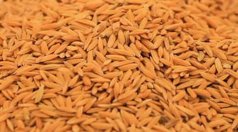 Paddy Video stock 12437999