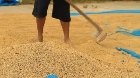 Paddy Video stock 12740036