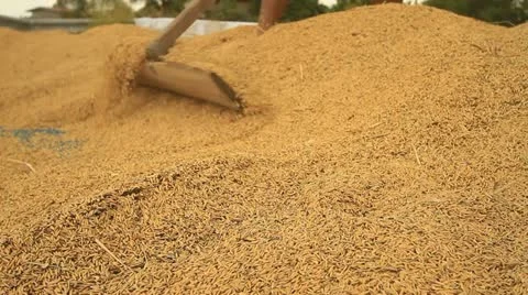 Paddy Stock Footage 12740506