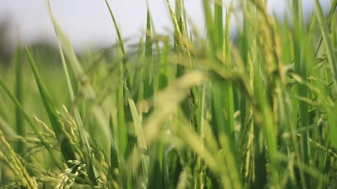 Paddy Stock Footage 112969479