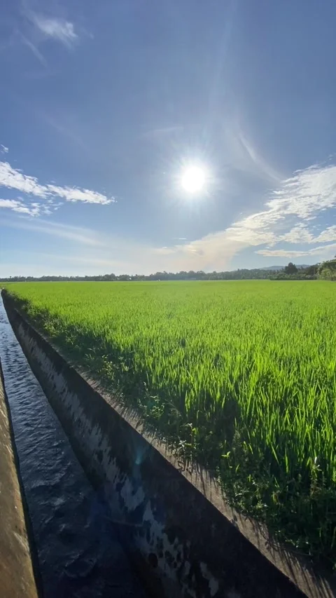 Paddy Stock Footage 211804812