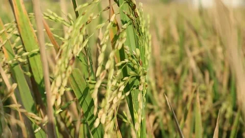 Paddy Stock Footage 339292654