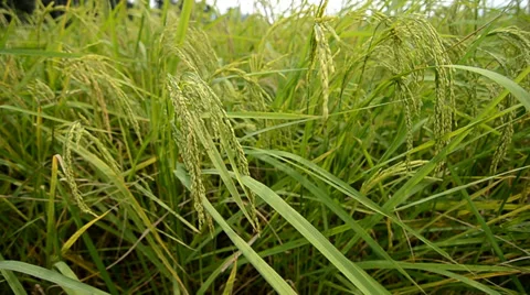 Paddy golden rice field Stock Footage 33945829