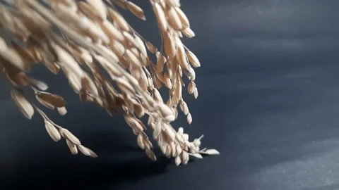 Paddy grain in black background. Stock Footage 155855528