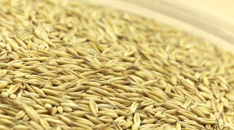 Paddy grain oats 2 Stock-Footage 23332745