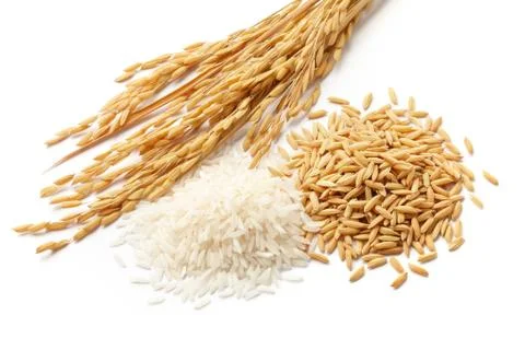 Paddy with grains Stock Photos