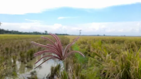 Paddy grass 動画素材 204990612