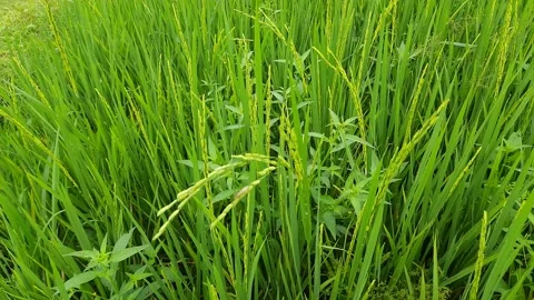 Paddy green fields of india. Stock Footage 140014655