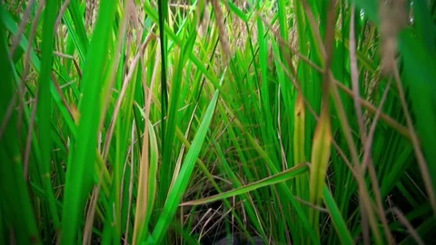 Paddy growing in rice field Stock Footage 80705910