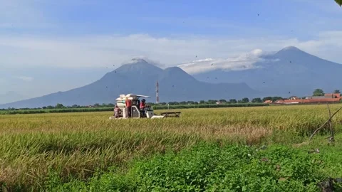 The Paddy Harvest Stock-Footage 274383767