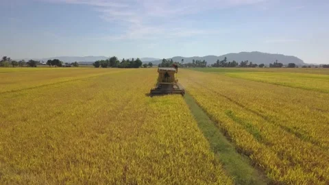 Paddy Harvester Stock Footage 155155360