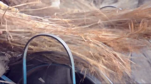 Paddy harvesting Stock Footage 47323364