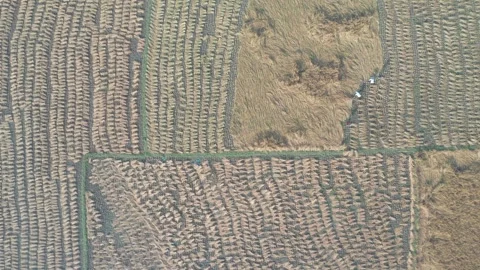 Paddy harvesting Stock Footage 252051488