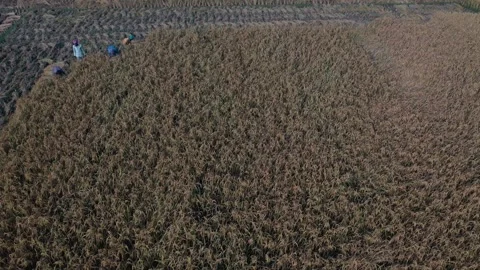 Paddy harvesting Stock Footage 252051523