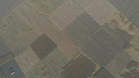 Paddy harvesting Stock Footage 252051617
