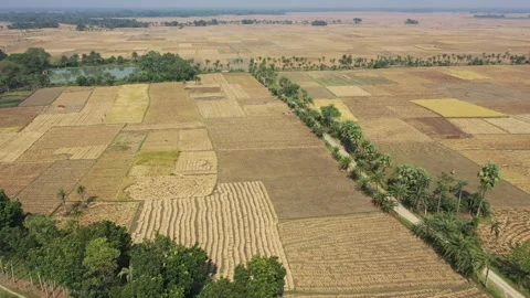 Paddy harvesting Stock Footage 252051659
