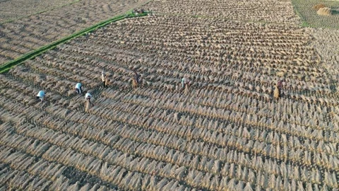 Paddy harvesting Stock Footage 252051724
