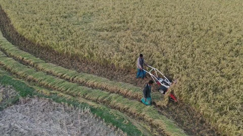 Paddy  Harvesting Stock Footage 252159141