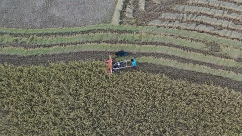 Paddy  Harvesting Stock Footage 252159183