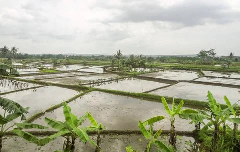 Paddy in Java paddy fields located in Java, a island of Indonesia Copyrigh... Fotos de archivo