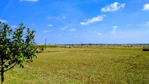 Paddy land 写真素材