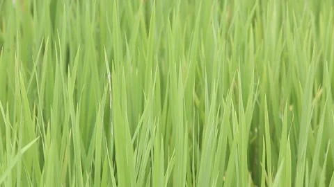 Paddy Leaves Swinging on Wind Stock Footage 205886435