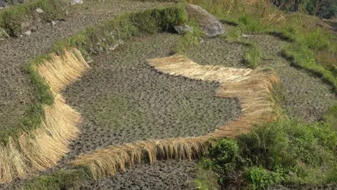 Paddy left to dry, rural Mountain Stock Footage 270865280