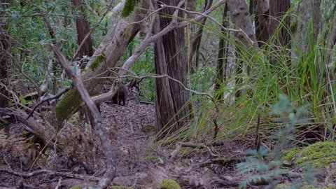 Paddy Melon in distant bushes Stock Footage 110891876