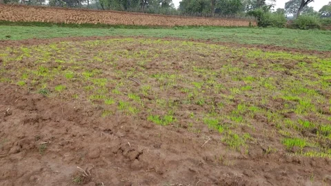 Paddy nursery in the field. Stock Footage 197779353