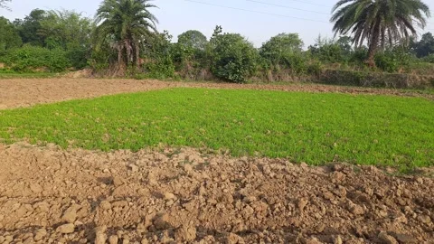 Paddy nursery in the field. Stock Footage 198993527