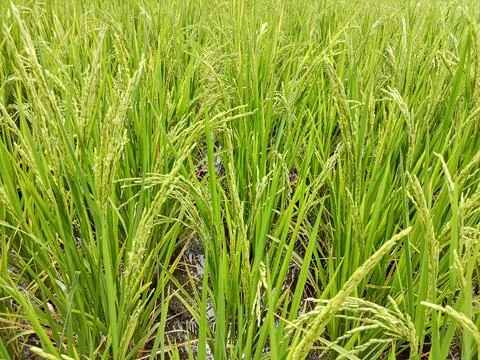 Paddy or rice fields Stock Photos