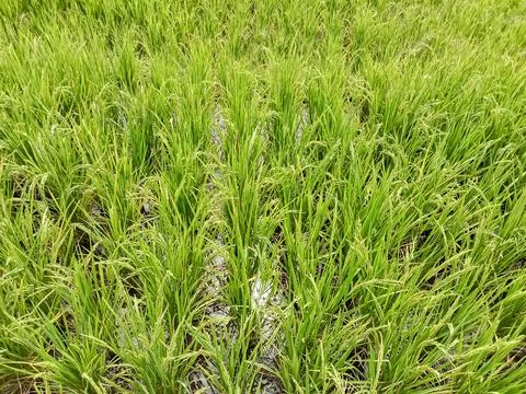 Paddy or rice fields Stock Photos