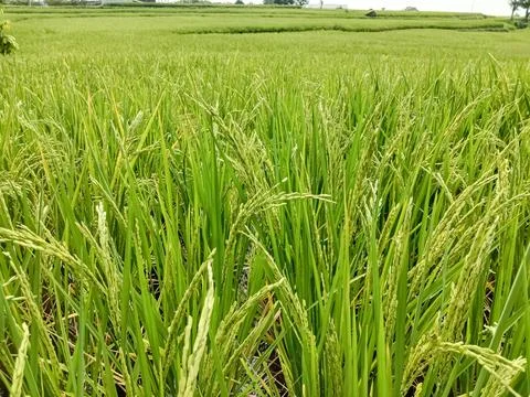 Paddy or rice fields Stock Photos