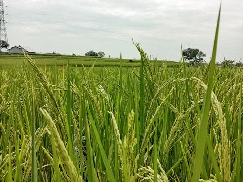 Paddy or rice fields Stock Photos
